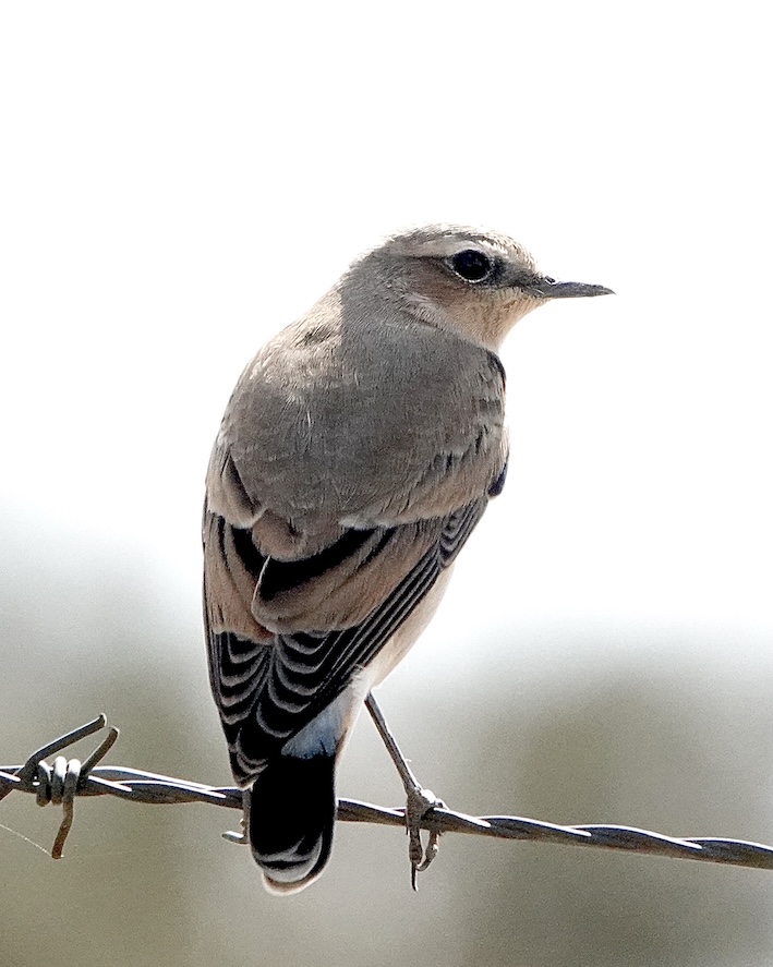 wheatear